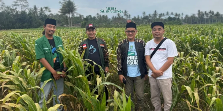 Ranting Ansor Turen Buka Lahan Pertanian untuk Perekonomian Kader (Media Suaragong)