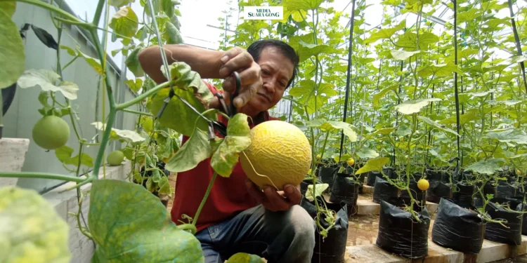 Desa Pakisaji, Kecamatan Pakisaji, Kabupaten Malang, menggelar acara petik melon pada Senin (7/10/2024) pagi