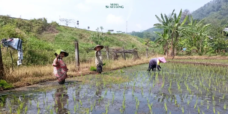 Memasuki musim tanam, Pemkab Malang menghimbau petani manfaatkan musim hujan secara maksimal demi mendapatkan hasil panen padi yang melimpah.